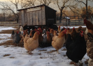 8 Hands Farm, Cutchogue