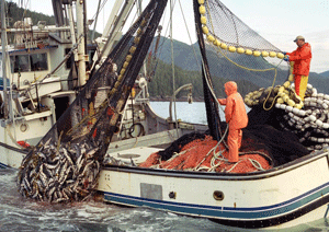 Kodiak WildSource
